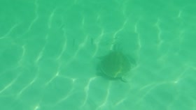 Swimming with a Gulf Coast Turtle