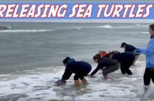 Gulf World Marine Institute releases sea turtles