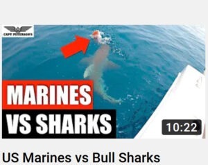 US Marines vs Bull Sharks Attacking and Eating Snapper