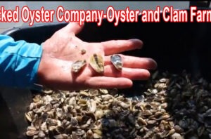 Wicked Oyster Company-Oyster and Clam Farming on Florida’s Forgotten Coast