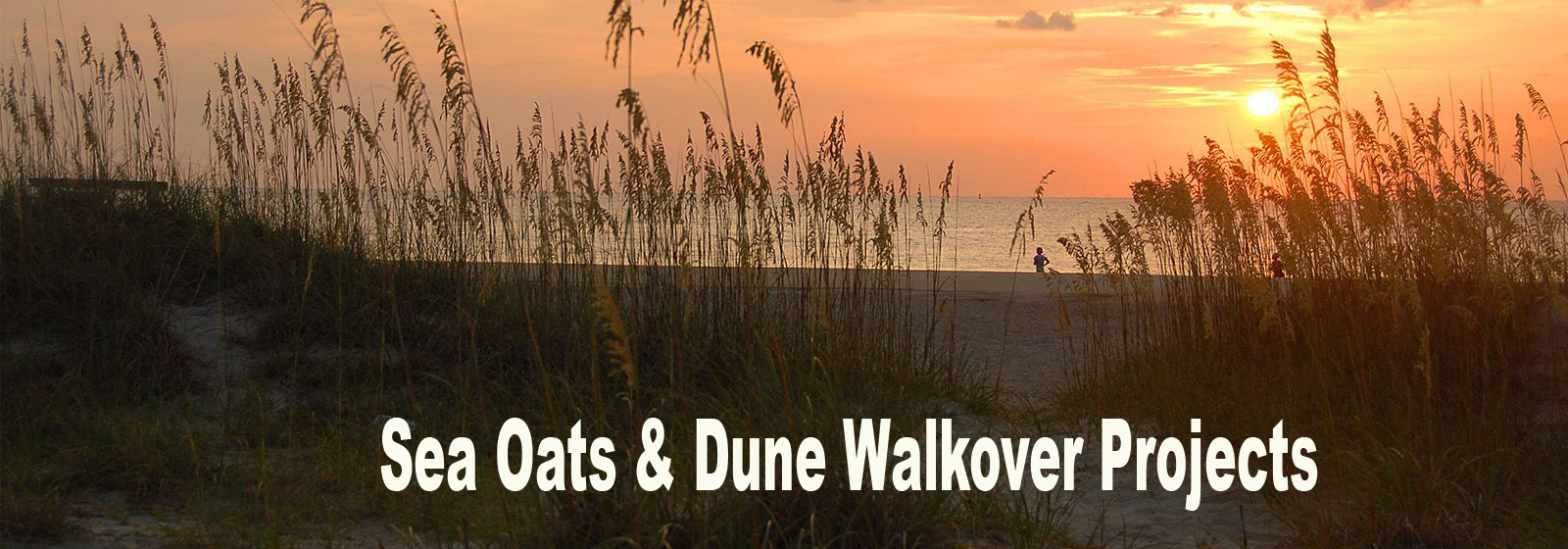 Mexico Beach Partners with Duke Energy on Sea Oats & Dune Walkover Projects