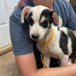 Alaqua Animal Refuge Responds to Alabama Neglect Case