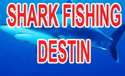 Have Tried Shark Fishing in Destin ?