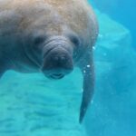 A New Chapter in Manatee Care: The Gulfarium Welcomes Lil Joe and Inigo