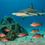 Lulu’s Law: How Artificial Reefs, Underwater Art, and a Changing Coastline May Be Bringing Sharks Closer to Shore