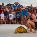 Four Sea Turtles Return to the Gulf Following Successful Rehabilitation at Gulfarium CARE Center
