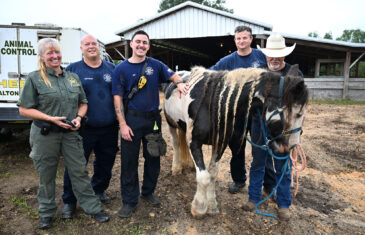 WALTON COUNTY FIRE RESCUE FIREFIGHTERS RESCUE HORSE TRAPPED IN WATER TROUGH