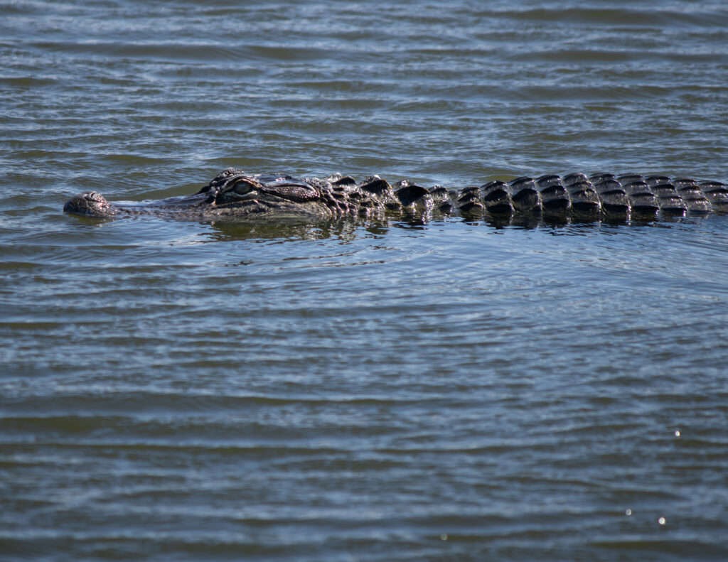 Choctawhatchee Basin Alliance