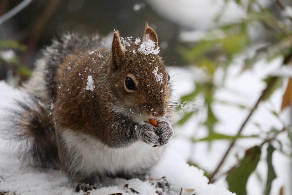 Choctawhatchee Basin Alliance