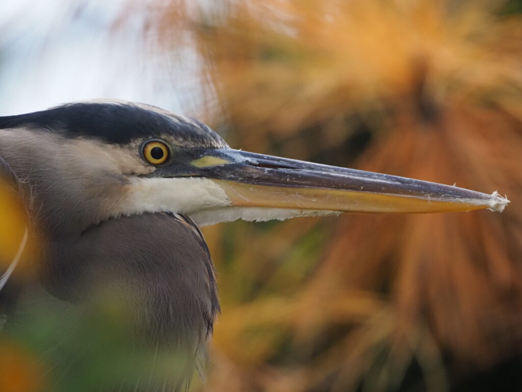 Choctawhatchee Basin Alliance