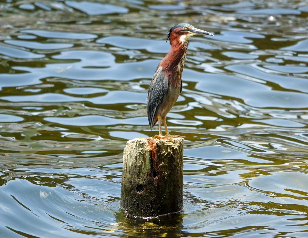 Choctawhatchee Basin Alliance