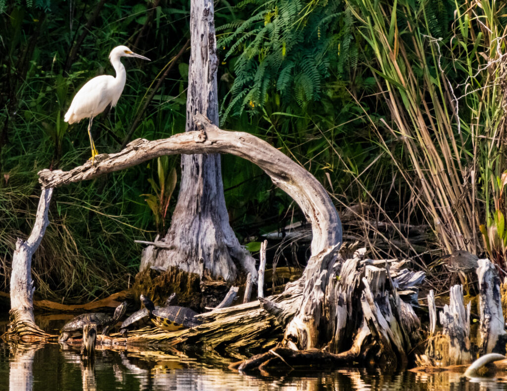 Choctawhatchee Basin Alliance