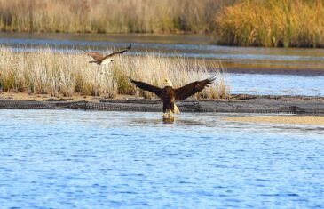 Choctawhatchee Basin Alliance