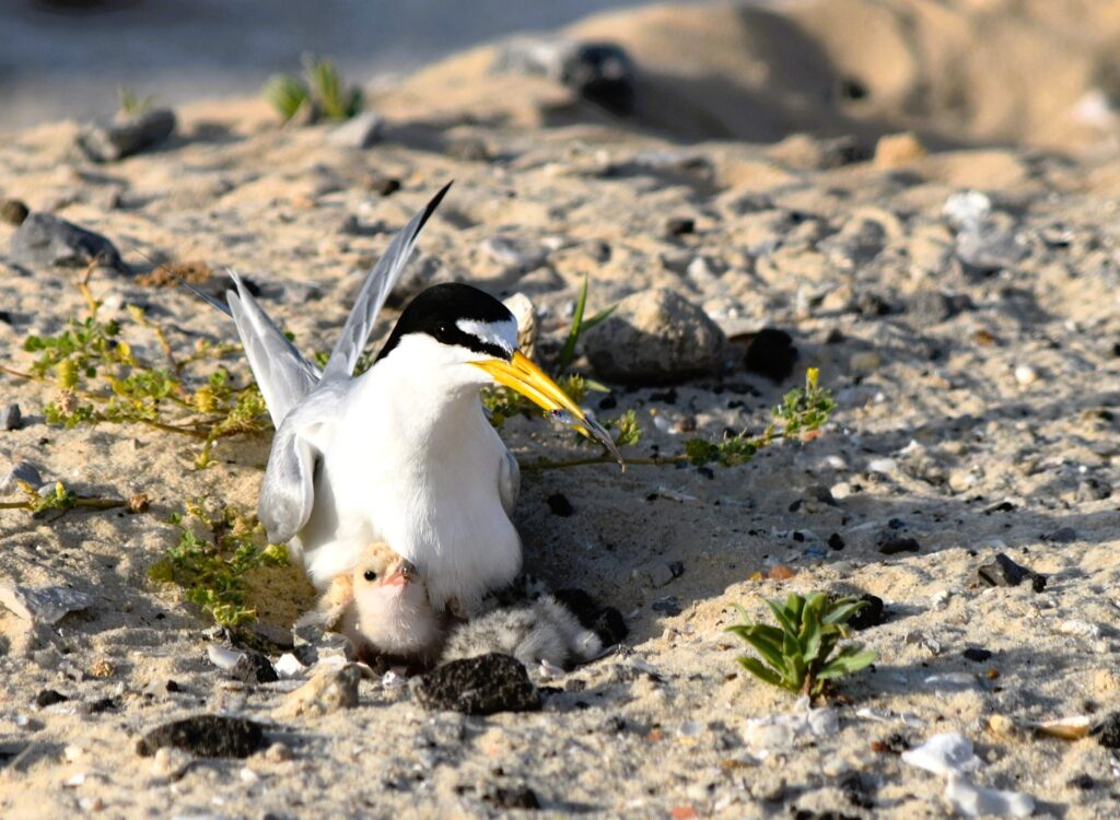 Choctawhatchee Basin Alliance