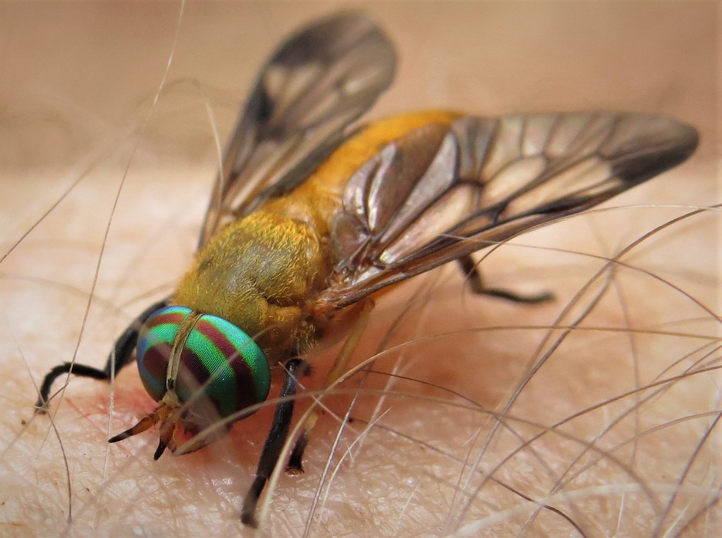 YELLOW FLY SEASON APPROACHES FREE KITS AVAILABLE FOR SOUTH WALTON RESIDENTS