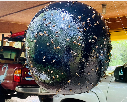 YELLOW FLY SEASON APPROACHES FREE KITS AVAILABLE FOR SOUTH WALTON RESIDENTS