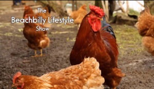The Beachbilly Lifestyle Show  Episode 3
