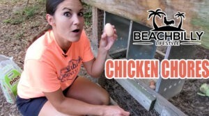 BeachBilly  Lifestyle Chicken Chores