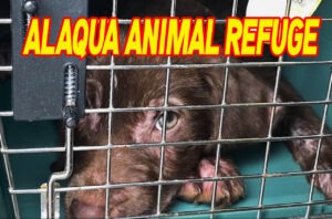 Countdown for Alaqua Animal Refuge