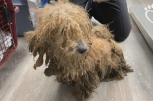 Alaqua Animal Refuge Rescues Dogs   Discovered in Deplorable Conditions
