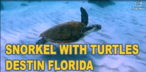 Snorkel With Turtles  Norriego Point Destin FL