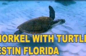 Snorkel With Turtles  Norriego Point Destin FL
