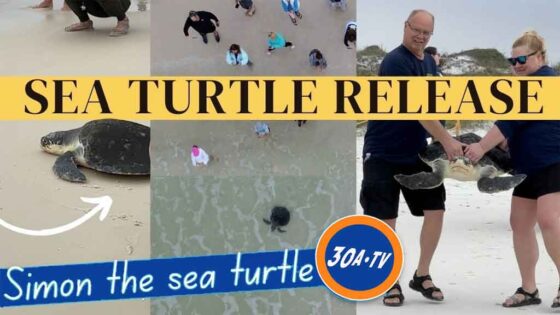 Rehabilitated Sea Turtle Re