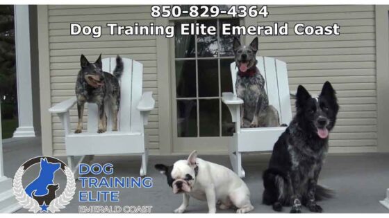 dog training elite emerald