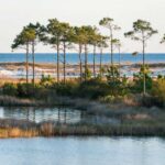 Camp Helen State Park: Guided History Tour