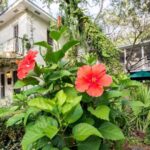 Grayton Locals Market