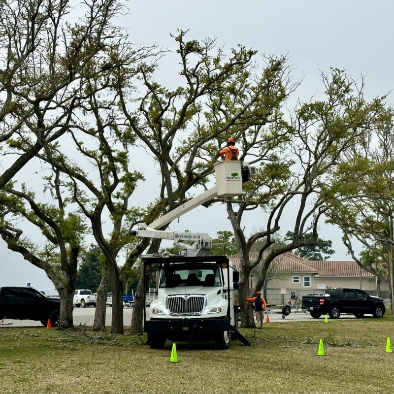 Grady Brown Park Tree Restoration Project